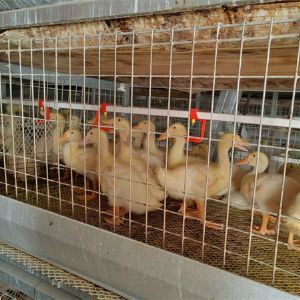 養鴨設備龍門式上料機